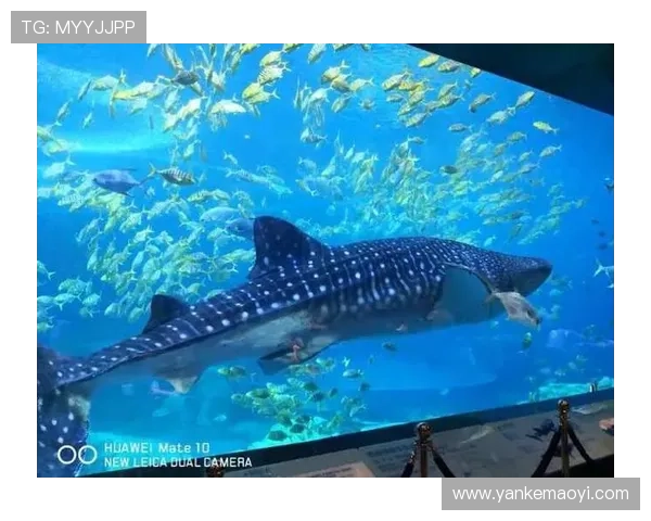 海洋之神角色养成指南，提升你的海底王国实力的实用策略与建议